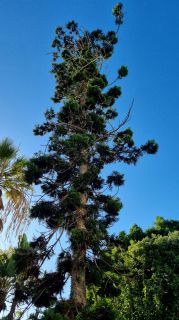 2024-01-GranCan-Jardin_de_la_Marquesa-038.jpg